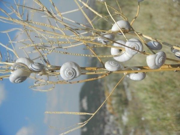 Snails on a branch with a blurred background